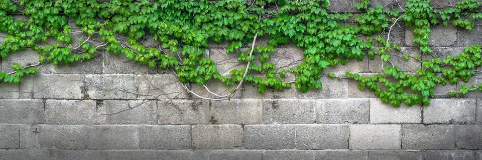 pnoucí rostliny na zdi